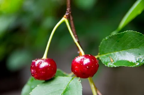 Ripe cherries on cherry tree Stock Photos