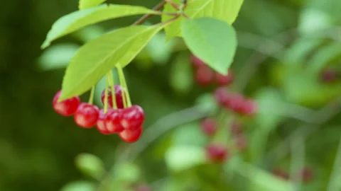 Ripe cherries on a cherry tree. Red cherry berries hang on a branch. Stock Footage 280210716