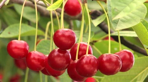 Ripe Cherries  Stock Footage 959106