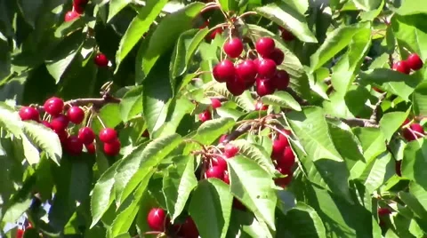 Ripe cherries Stock-Footage 51152872