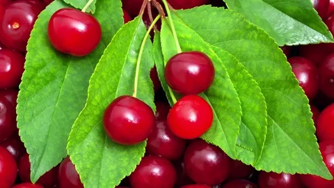 Ripe cherries 库存影片 75251753