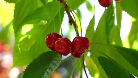 Ripe cherries Stock Footage 76358520