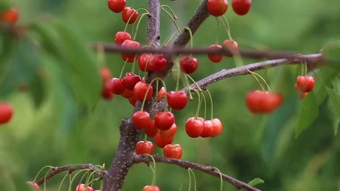 Ripe cherries Stock Footage 90540837