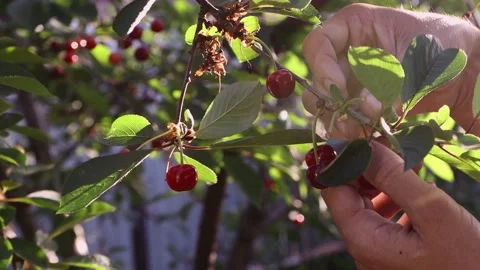 Ripe cherries on a fruit tree in the garden with sunbeams. Video stock 156533165