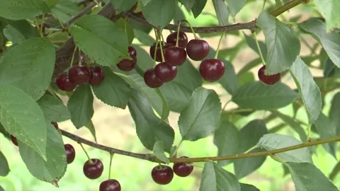 Ripe Cherries in Full Maturity – Close-Up Shot Stock Footage 302457372