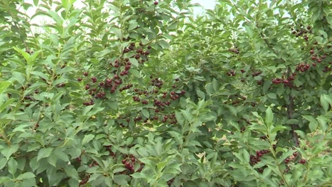 Ripe Cherries in Full Maturity – Close-Up Shot Stock Footage 302457408