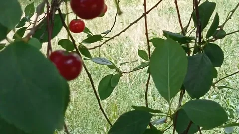 Ripe cherries in the garden. Stock Footage 313008136
