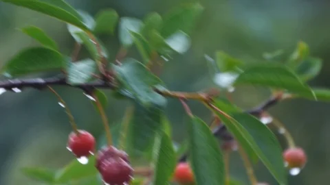 Ripe cherries hanging from branches raindrop summer Stock Footage 95907749