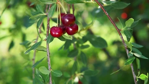 Ripe cherries hanging from a cherry tree branch. fruits, cherry orchard Stock Footage 146356305