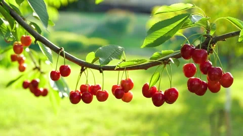 Ripe cherries hanging on a cherry tree branch against green background. Fruits Stock Footage 232415208