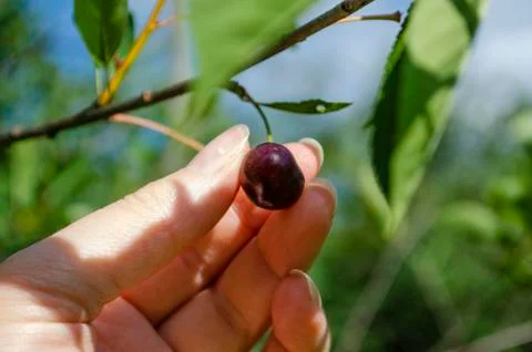 Ripe cherries hanging from a cherry tree branch. Stock Photos