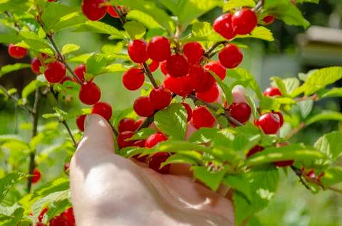 Ripe cherries hanging from a cherry tree branch. Stock Photos