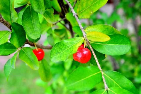 Ripe cherries hanging from a cherry tree branch Stock Photos