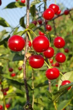 Ripe cherries hanging from a cherry tree branch. 写真素材