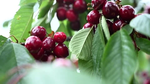 Ripe cherries hanging on green tree branch in summer orchard. 库存影片 335216907