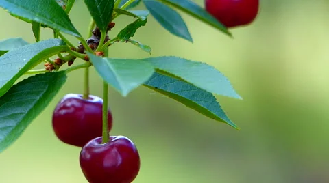 Ripe cherries in orchard. Video stock 51775314