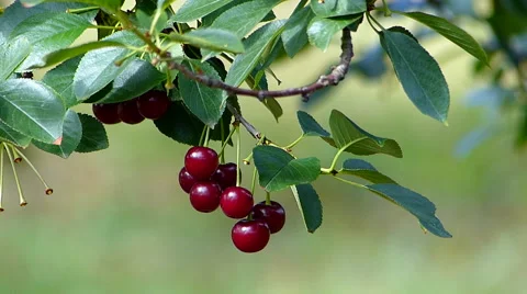 Ripe cherries in orchard. Stock Footage 51775739
