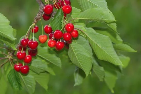 Ripe cherries Stock Photos