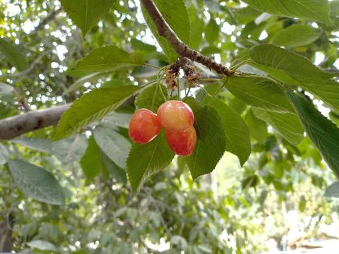 Ripe Cherries Stock Photos