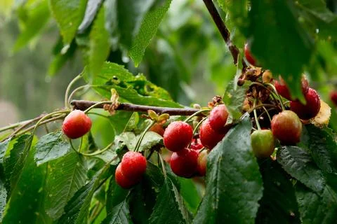 Ripe cherries Stock Photos