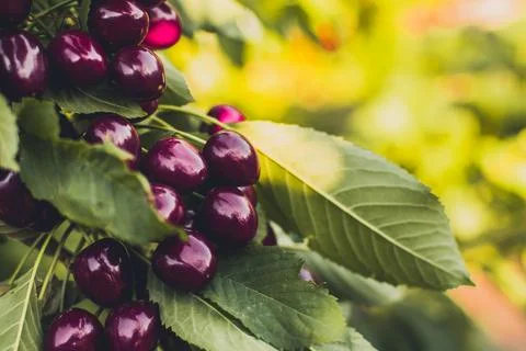 Ripe cherries Stock Photos