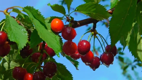 Ripe Cherries with Raindrops on a Branch Stock-Footage 312932906