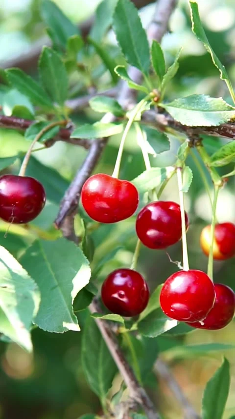 Ripe cherries swaying on leafy branches under dappled sunlight, with cherry, Stock Footage 345206314