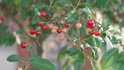 Ripe cherries swaying in a light summer breeze 库存影片 338119790