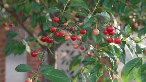 Ripe cherries swaying in a light summer breeze 库存影片 338119833