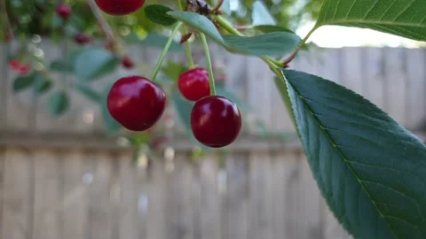 Ripe cherries on a tree in the background of the sun, harvest on the farm Stock Footage 134326562