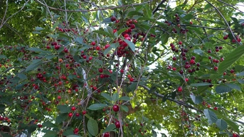 Ripe cherries on a tree in the background of the sun, harvest on the farm Stock Footage 134328027