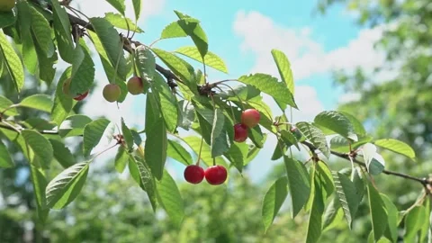 Ripe cherries on a tree branch. Cherries hang on a branch of a cherry tree Stock Footage 199400916