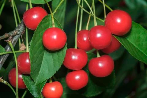 Ripe cherries on a tree branch. Stock Photos