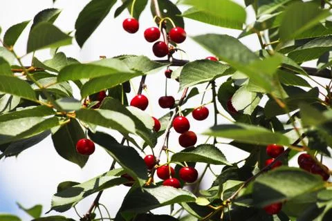 Ripe cherries on a tree branch Stock Photos