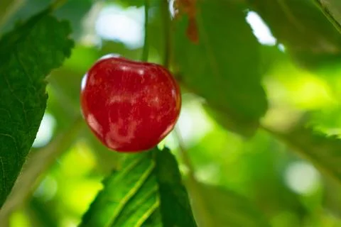 Ripe cherries on a tree branch. Stock Photos