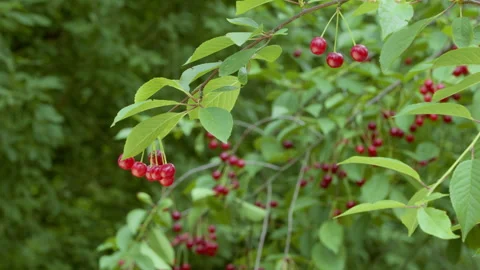 Ripe cherries on tree branches. Berry harvest. Stock Footage 278278172