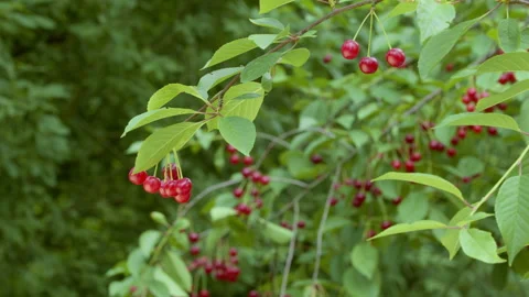 Ripe cherries on tree branches. Berry harvest. Stock Footage 280210695