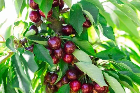 Ripe cherries on tree branches in cherry orchard Stock Photos