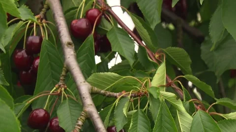 Ripe cherries on tree branches in summer Stock Footage 331344364