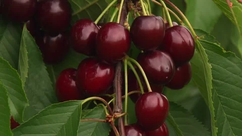 Ripe cherries on tree branches in summer Stock Footage 331344373