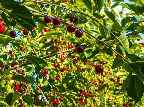 Ripe cherries on tree branches in sunny orchard 库存照片