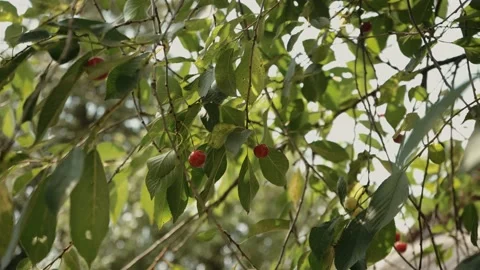 Ripe cherries on a tree dangle in the wind, harvest concept. Video stock 205848590