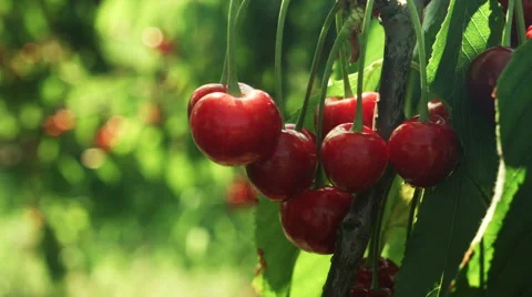 Ripe cherries on a tree Stock Footage 51079303