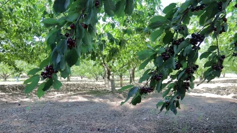 Ripe cherries on tree Stock Footage 76415014