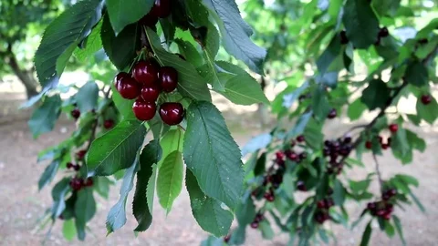 Ripe cherries on tree Stock Footage 76415479