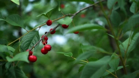 Ripe Cherries on a Tree Video stock 140622874