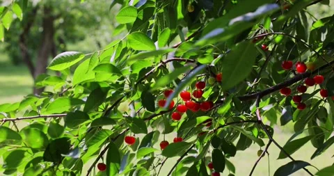 Ripe cherries on a tree Video stock 293308387