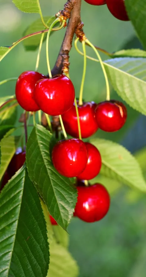 Ripe cherries on a tree Stock Footage 293308591