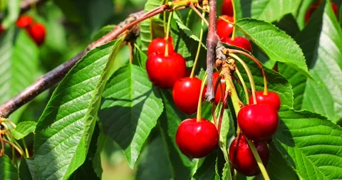 Ripe cherries on a tree Stock Footage 293310800