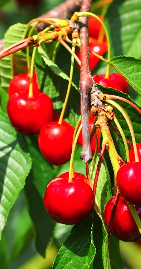 Ripe cherries on a tree Stock Footage 293310816